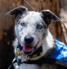 Medical detection dogs use their noses to find illness in people. Latest Recruit Learning How To Detect Koalas