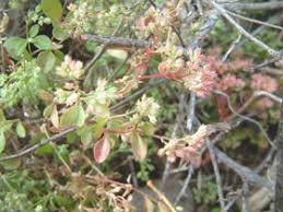 Image result for Polycarpon tetraphyllum