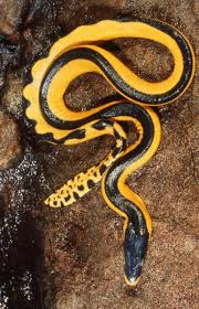 Image result for sea snakes images