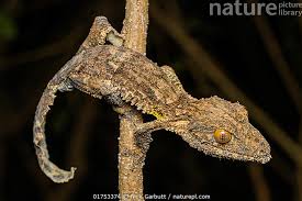 Image result for Urochloa platynota