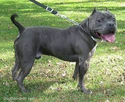 But also as an attempt to breed out traits like aggression and gameness. American Bully Dog Breed Information And Pictures