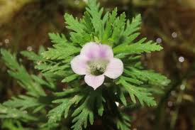 Image result for Limnophila crassifolia