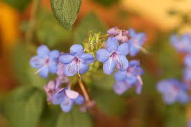 Image result for Eranthemum pulchellum