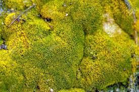 Some of the locations it can be found in are windsward and north restless shore. Green Fungus On The Rocks Stock Photo Picture And Royalty Free Image Image 1079883
