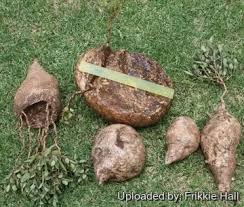 Image result for Raphionacme hirsuta