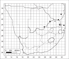 Image result for Selaginella nivea