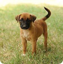 We health test our breeding dogs and we provide our puppy families with a 3 yr health guarantee and lifetime. Hollis Me Boxer Meet Saphera A Pet For Adoption