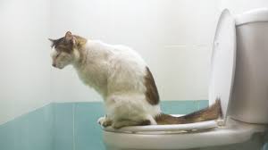 Elsyes litter guaranteed to put your cat in the box but to no avail. How Cat Poop Can Affect Your Health Teen Vogue