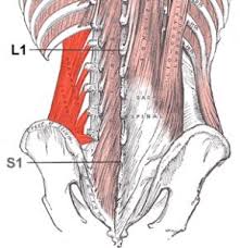 They help to bend the back to one side or the other. Lower Right Back Pain