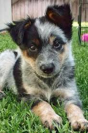 Black Australian Cattle Dog Puppy Pin By Ashleigh Schlewitz On Animals Cattle Dog Puppy Australian Cattle Dog Puppy Cute Animals