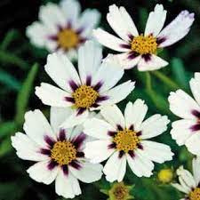 Coreopsis Big Bang Star Cluster Perennial Plants Tickseed Plants