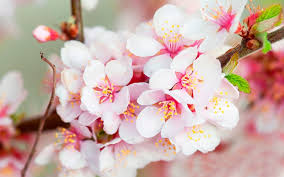 Every day new pictures and just beautiful wallpaper for your desktop flowers completely free. Check The Best Collection Of Blossom Wallpapers Hd Download Free For Desktop Laptop Ta Cherry Blossom Wallpaper Cherry Blossom Pictures Best Flower Wallpaper