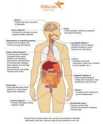 The human body includes many organs that are useful to perform the functions of the human body correctly. Inside Women Human Body Female Anatomy Of Internal Organs With Skeleton Rear And Front Views Stock Photo Alamy Brain Infected By Taenia Solium Rass Naa