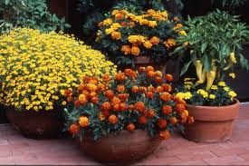 Check spelling or type a new query. Tanaman Marigold Bunga Marigold Deskripsi Dengan Foto Foto Tanaman Sifat Dan Kontraindikasi Mentimun Acar Dengan Marigold Untuk Musim Dingin
