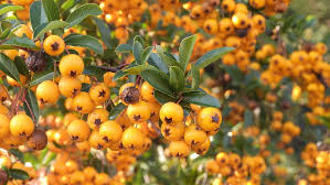 Image result for Pyracantha coccinea golden charmer