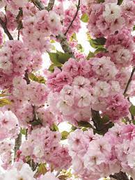 Minimal Mondays Blossom Trees Blossom Flower Blooming Trees