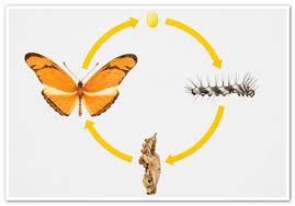The Butterfly Life Cycle National Geographic Kids