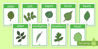 Free Tree Leaf Identification Display Posters Woodland