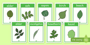 free tree leaf identification display posters woodland