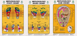24 Disclosed Foot Reflex Chart