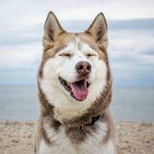 Make your screen stand out with the latest dog 1080 wallpapers! The 16 Best Dog Instagrams To Follow Right Now