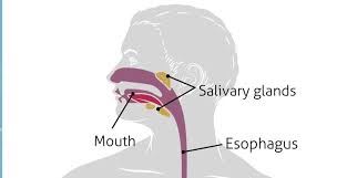 Image result for esophagus
