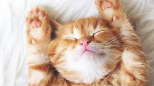 Do animals dream? | Earth | EarthSky