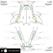 The upper carnassials in carnivores are always the last premolars, which are 108 and 208. Cat Triadan System Chart Tooth Name Number Topic 1 Vanier Cs Diagram Quizlet