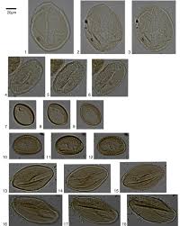 Image result for Aneilema johnstonii