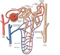 Glomerular Filtration Tubular Reabsorption Tubular Secretion