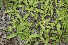 Image result for Curculigo