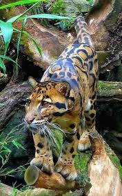 Panthere Nebuleuse Panthere Nebuleuse Photos Animaux Sauvages Animaux Sauvages C'est le plus petit des grands félins. animaux sauvages animaux sauvages