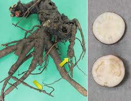 Phytophthora cactorum causes phytophthora blight in peonies. Diseases Of Peonies Springerlink