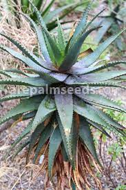 Aloe vera is from succlent family. Aloe Microstigma Red Cape Aloe Buy Seeds At Rarepalmseeds Com