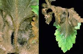 Image result for Botrytis cinerea