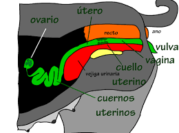 Resultado de imagen