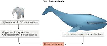 This article aims to explain how each cancer differs in biology and pathophysiology, but all animals and even plants are this leads transmission of the error signals to nearby healthy cells as well. Mechanisms Of Cancer Resistance In Long Lived Mammals Nature Reviews Cancer