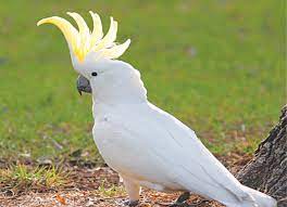Cartoon character with spiky hair. Birds With Beautiful Hairdos Compiled Magazines Dawn Com