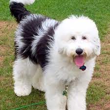 Maybe you would like to learn more about one of these? Sadie Grace Says It S Hot In Texas Y All Happy Tot Sheepadoodle Puppy Sheepadoodle Dogs