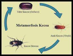 Check spelling or type a new query. Metamorfosis Tidak Sempurna Pengertian Jenis Gambar Dan Contoh