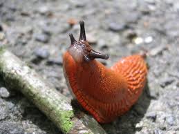 Jul 14, 2021 · a land without snakes probably holds a lot of appeal to those with ophidiophobia (fear of snakes) or just find them icky on general principle. Invasive Slugs And Snails Identify And Control Invasive Species Tips