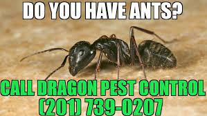 Walgreens pharmacy at 1502 union valley rd in west milford, nj. Dragon Pest Control Home Facebook