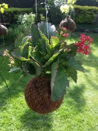 Kokedama Kalanchoe O Calanchoe Jardinagem E Paisagismo Jardinagem Jardim De Suculentas