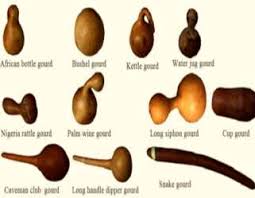 Image result for Lagenaria rufa