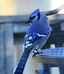 Birds That Look Like Blue Jays But Are Black Daydreams And Moonbeams Blue Jay Bird Blue Jay Bird