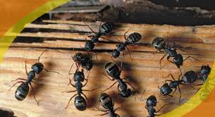 Carpenter ants are among nature's most efficient insects when it comes to breaking down and transforming rotting or decayed wood into natural compost. Cold Facts About Carpenter Ant Activities Truly Nolen Canada