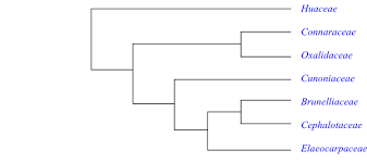 Image result for Huaceae