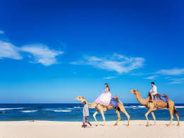 Aktivitas bali camel safari ini bisa anda lakukan pagi dan sore hari sesuai dengan keinginan anda yang sudah anda sesuaikan dengan liburan di bali anda. Bali Camel Safari Wandernesia