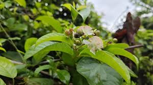 Image result for Tetracera