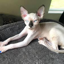 Contact mexican hairless for sale philippines on messenger. Ratatat Cattery Valrico Fl